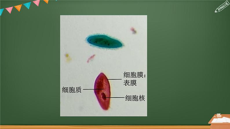 《单细胞生物》课件05