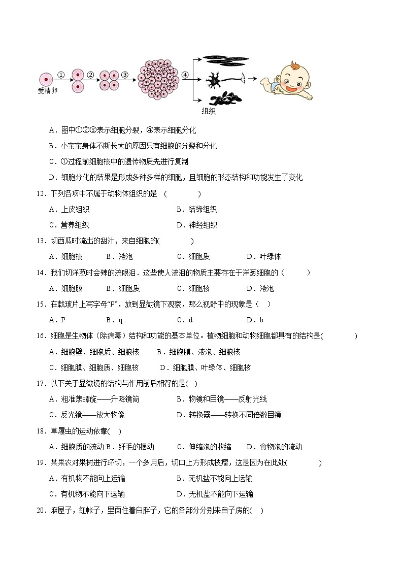 卷01-【期末大过关】2023-2024学年七年级生物上学期期末通关卷03