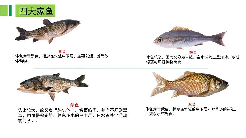 2023-2024学年八年级生物上册同步备课系列（人教版）5.1.4 鱼（教学课件）06