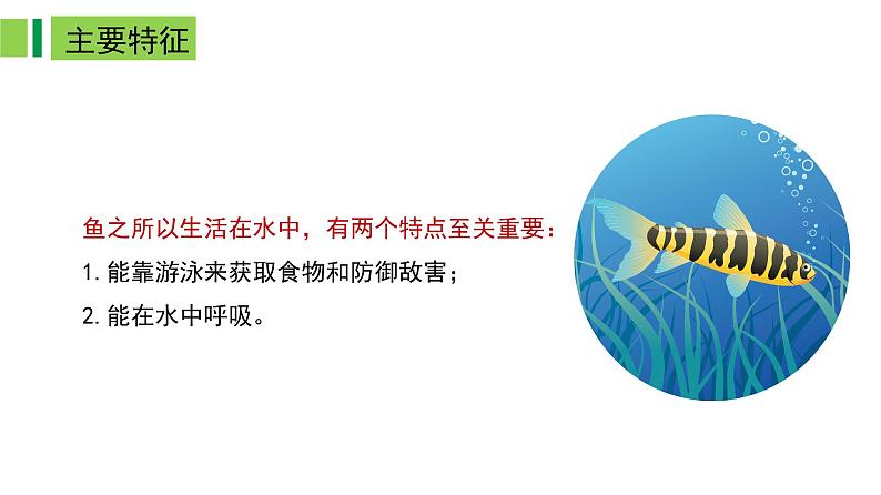 2023-2024学年八年级生物上册同步备课系列（人教版）5.1.4 鱼（教学课件）08