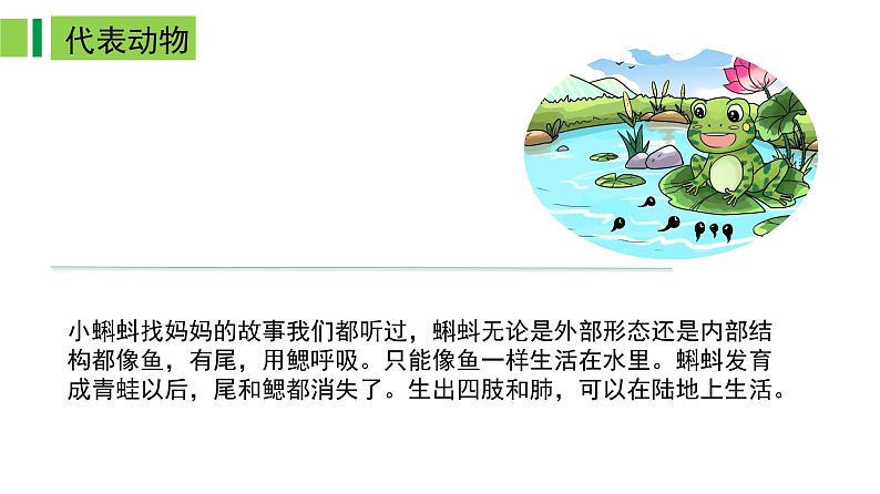 2023-2024学年八年级生物上册同步备课系列（人教版）5.1.5两栖动物和爬行动物（教学课件）第4页