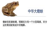 2023-2024学年八年级生物上册同步备课系列（人教版）5.1.5两栖动物和爬行动物（教学课件）
