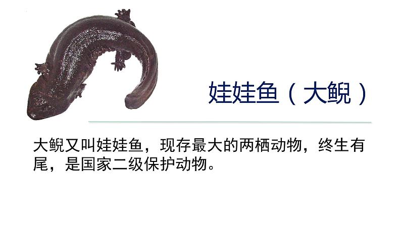 2023-2024学年八年级生物上册同步备课系列（人教版）5.1.5两栖动物和爬行动物（教学课件）第7页