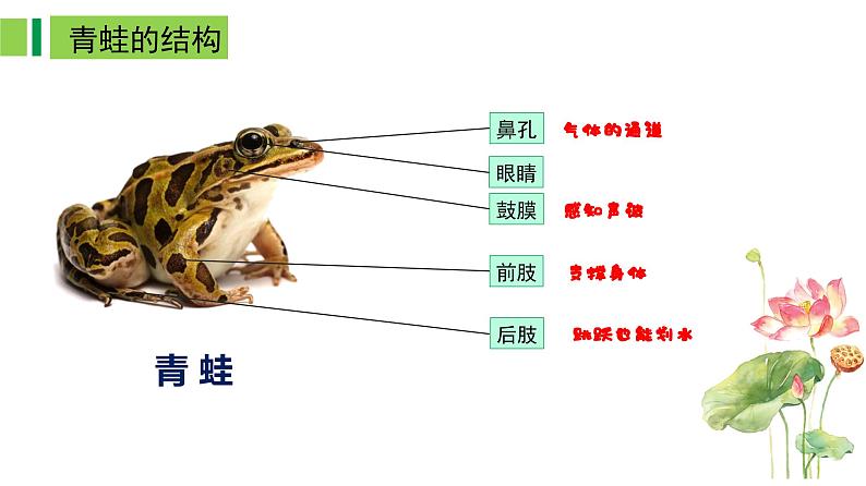 2023-2024学年八年级生物上册同步备课系列（人教版）5.1.5两栖动物和爬行动物（教学课件）第8页