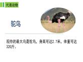 2023-2024学年八年级生物上册同步备课系列（人教版）5.1.6 鸟（教学课件）
