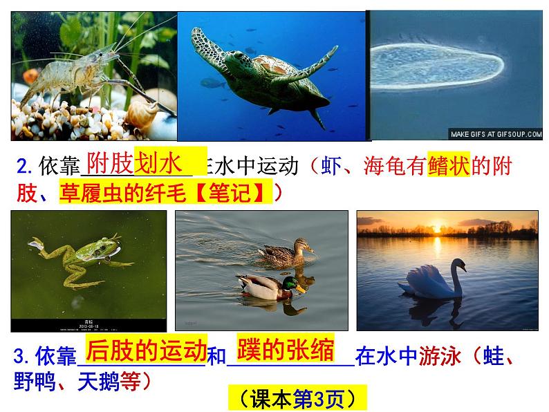 2023-2024学年八年级生物（北师大版）上册同步备课优质课件 15.1 动物运动的方式（第1课时）06