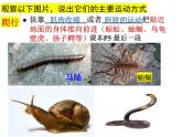 2023-2024学年八年级生物（北师大版）上册同步备课优质课件 15.1 动物运动的方式（第2课时）