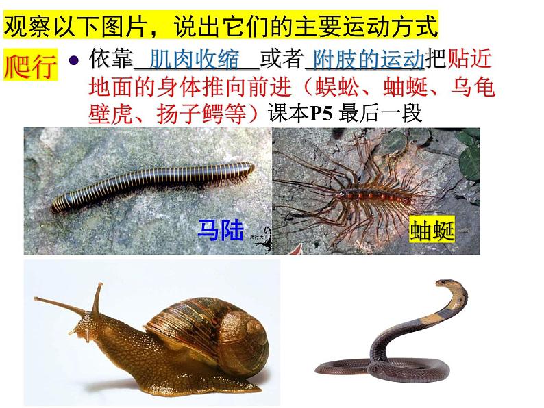 2023-2024学年八年级生物（北师大版）上册同步备课优质课件 15.1 动物运动的方式（第2课时）05