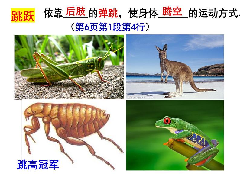 2023-2024学年八年级生物（北师大版）上册同步备课优质课件 15.1 动物运动的方式（第2课时）08