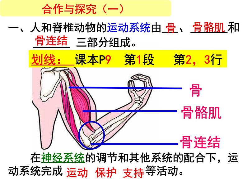 2023-2024学年八年级生物（北师大版）上册同步备课优质课件 15.2 动物运动的形成（第1课时）第3页