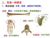 2023-2024学年八年级生物（北师大版）上册同步备课优质课件 15.2 动物运动的形成（第1课时）