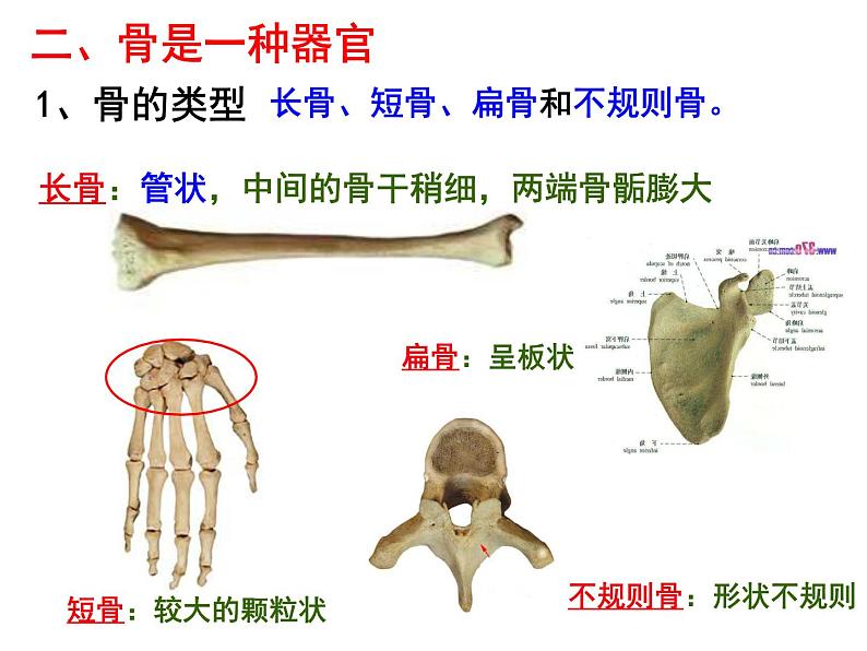 2023-2024学年八年级生物（北师大版）上册同步备课优质课件 15.2 动物运动的形成（第1课时）第4页