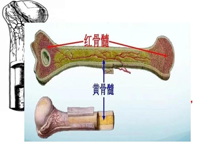 2023-2024学年八年级生物（北师大版）上册同步备课优质课件 15.2 动物运动的形成（第1课时）第8页