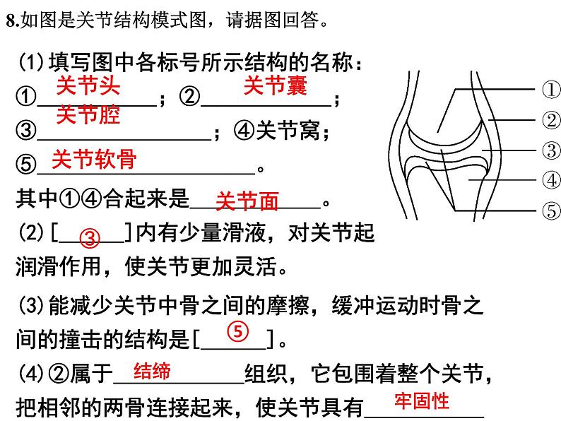 2023-2024学年八年级生物（北师大版）上册同步备课优质课件 15.2 动物运动的形成（第2课时）第7页