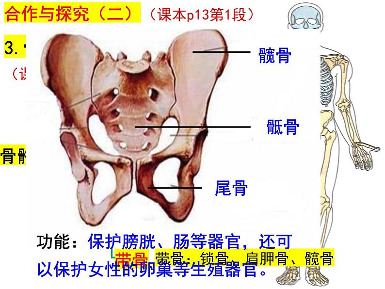 2023-2024学年八年级生物（北师大版）上册同步备课优质课件 15.2 动物运动的形成（第2课时）第8页