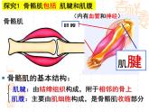 2023-2024学年八年级生物（北师大版）上册同步备课优质课件 15.2 动物运动的形成（第3课时）