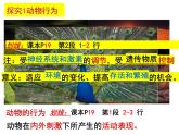 2023-2024学年八年级生物（北师大版）上册同步备课优质课件 16.1 先天性行为和后天学习行为