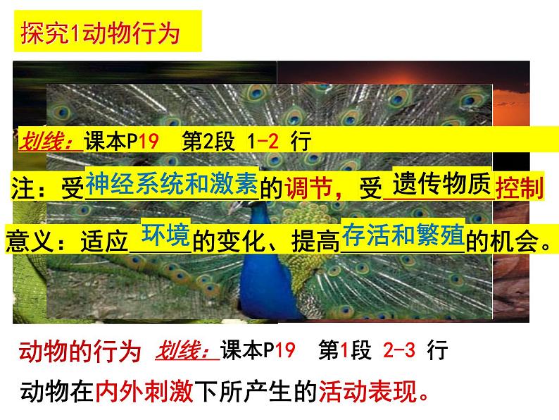 2023-2024学年八年级生物（北师大版）上册同步备课优质课件 16.1 先天性行为和后天学习行为第3页