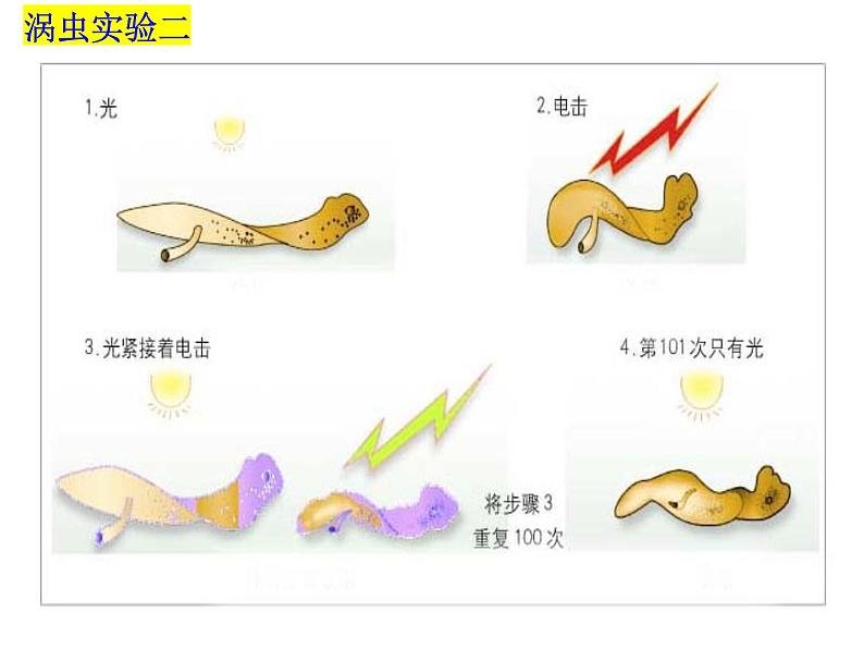 2023-2024学年八年级生物（北师大版）上册同步备课优质课件 16.1 先天性行为和后天学习行为第7页