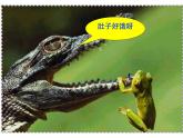 2023-2024學(xué)年八年級生物（北師大版）上冊同步備課優(yōu)質(zhì)課件 16.2.1 動物行為的主要類型