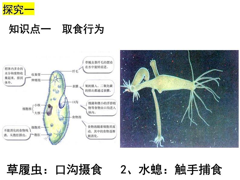 2023-2024学年八年级生物（北师大版）上册同步备课优质课件 16.2.1 动物行为的主要类型06