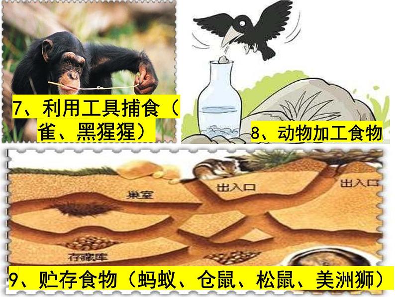 2023-2024学年八年级生物（北师大版）上册同步备课优质课件 16.2.1 动物行为的主要类型08