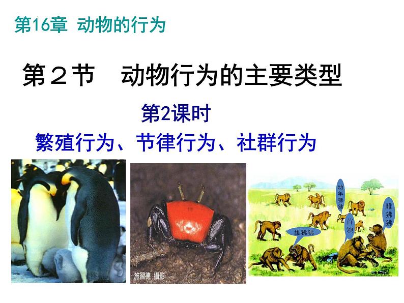 2023-2024学年八年级生物（北师大版）上册同步备课优质课件 16.2.2 动物行为的主要类型第2页