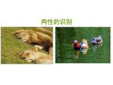 2023-2024學(xué)年八年級生物（北師大版）上冊同步備課優(yōu)質(zhì)課件 16.2.2 動物行為的主要類型