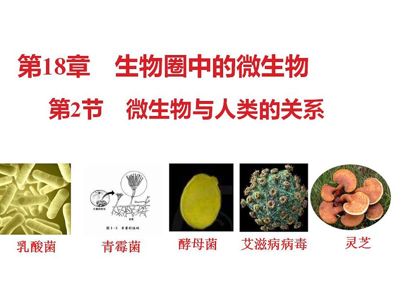2023-2024学年八年级生物（北师大版）上册同步备课优质课件 18.2 微生物与人类的关系第2页