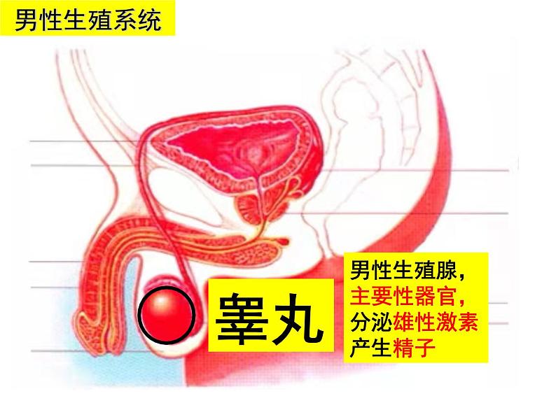 2023-2024学年八年级生物（北师大版）上册同步备课优质课件 19.1.1 人的生殖和发育第6页