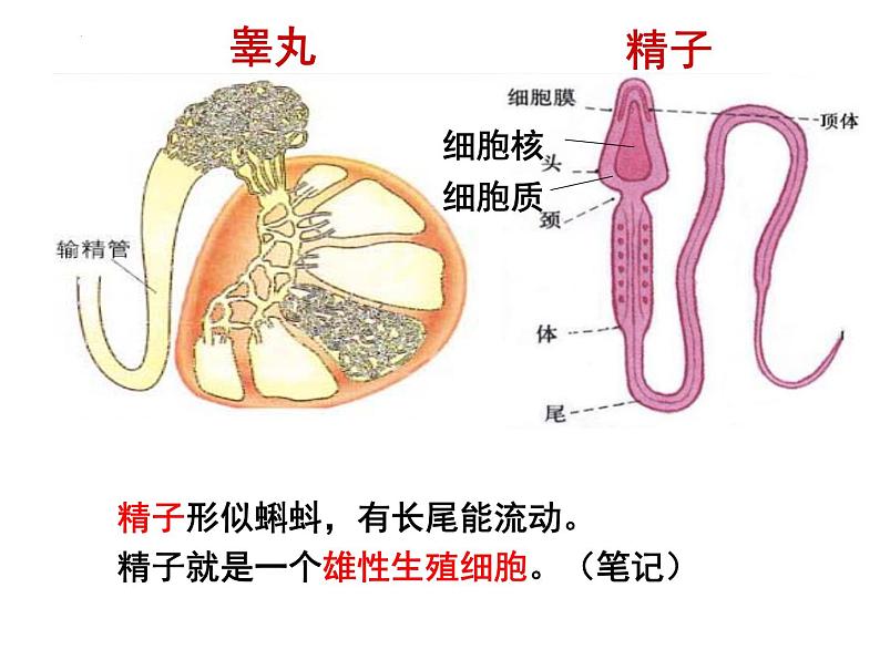 2023-2024学年八年级生物（北师大版）上册同步备课优质课件 19.1.1 人的生殖和发育第7页