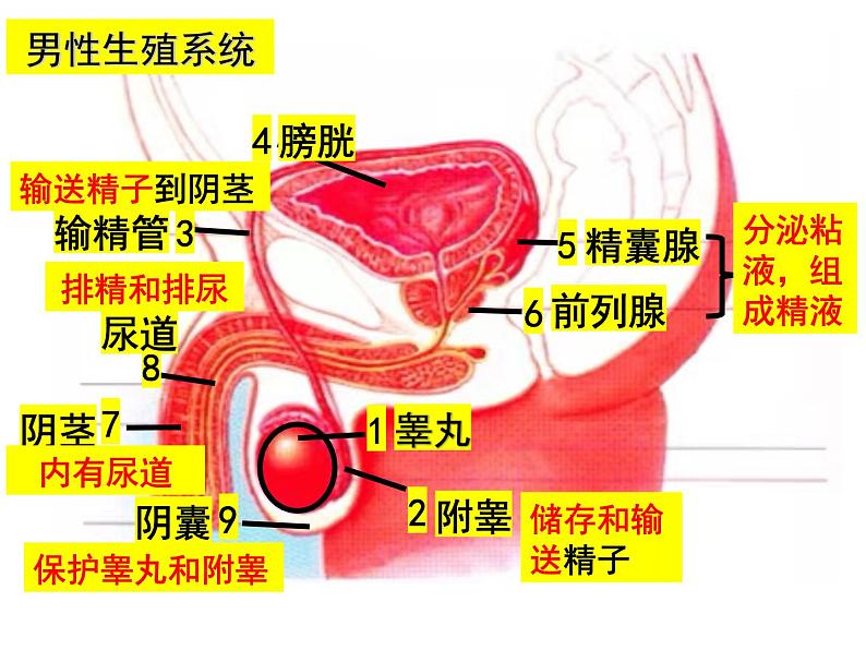 2023-2024学年八年级生物（北师大版）上册同步备课优质课件 19.1.1 人的生殖和发育第8页