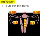 2023-2024学年八年级生物（北师大版）上册同步备课优质课件 19.1.2. 人的生殖和发育