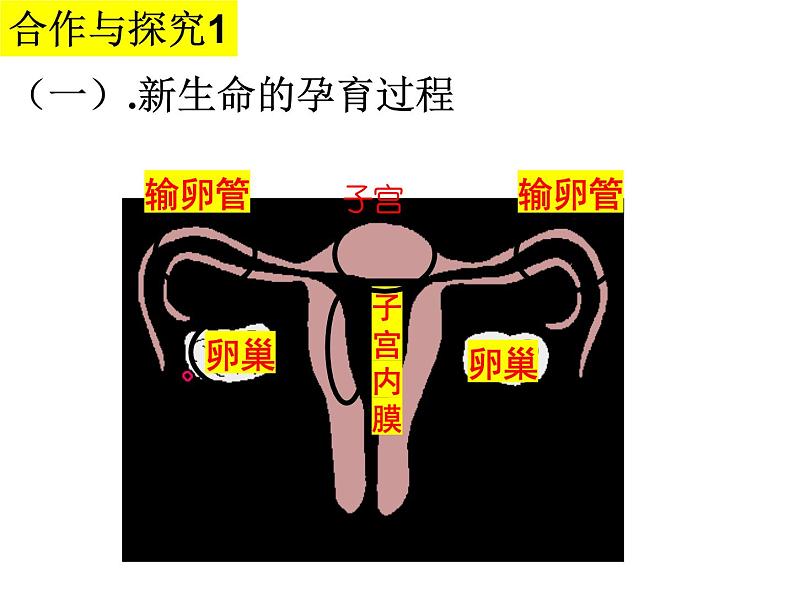 2023-2024学年八年级生物（北师大版）上册同步备课优质课件 19.1.2. 人的生殖和发育第3页