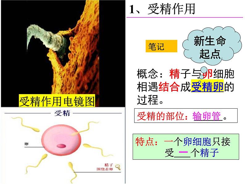 2023-2024学年八年级生物（北师大版）上册同步备课优质课件 19.1.2. 人的生殖和发育第4页