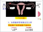 2023-2024学年八年级生物（北师大版）上册同步备课优质课件 19.1.2. 人的生殖和发育