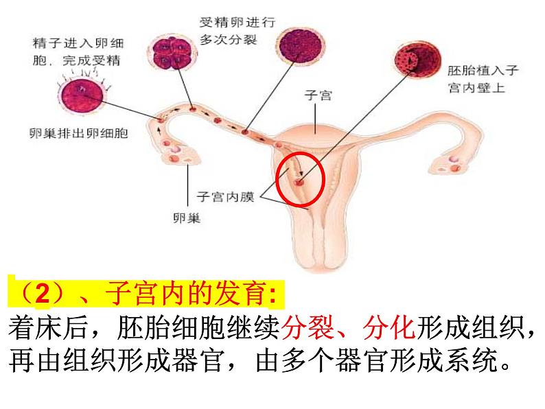 2023-2024学年八年级生物（北师大版）上册同步备课优质课件 19.1.2. 人的生殖和发育第7页