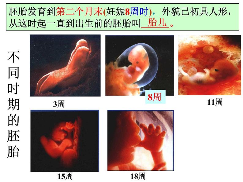 2023-2024学年八年级生物（北师大版）上册同步备课优质课件 19.1.2. 人的生殖和发育第8页