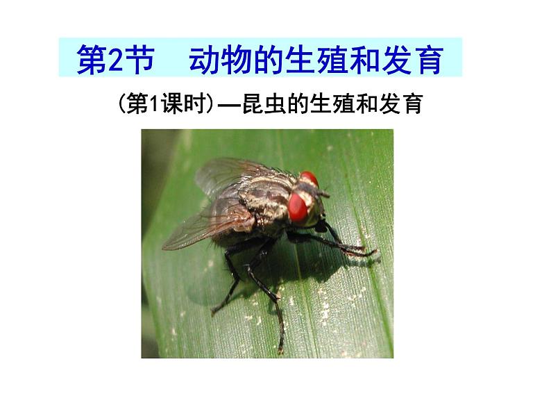 2023-2024学年八年级生物（北师大版）上册同步备课优质课件 19.2.1 动物的生殖和发育第1页