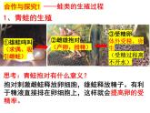 2023-2024学年八年级生物（北师大版）上册同步备课优质课件 19.2.2 动物的生殖和发育