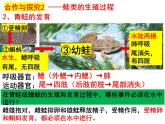 2023-2024学年八年级生物（北师大版）上册同步备课优质课件 19.2.2 动物的生殖和发育