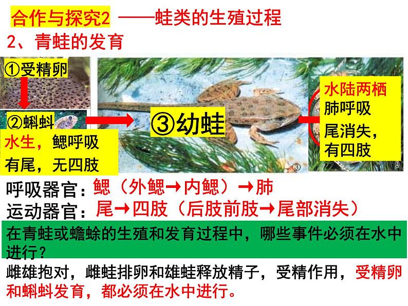 2023-2024学年八年级生物（北师大版）上册同步备课优质课件 19.2.2 动物的生殖和发育第5页