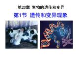 2023-2024学年八年级生物（北师大版）上册同步备课优质课件 20.1 遗传和变异现象