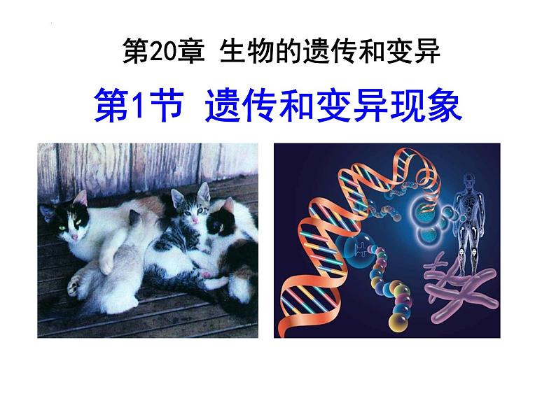 2023-2024学年八年级生物（北师大版）上册同步备课优质课件 20.1 遗传和变异现象02