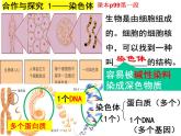 2023-2024学年八年级生物（北师大版）上册同步备课优质课件 20.2 性状遗传的物质基础