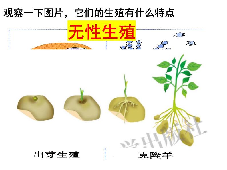 2023-2024学年八年级生物（北师大版）上册同步备课优质课件 19.3 植物的生殖方式04