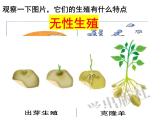 2023-2024学年八年级生物（北师大版）上册同步备课优质课件 19.3 植物的生殖方式