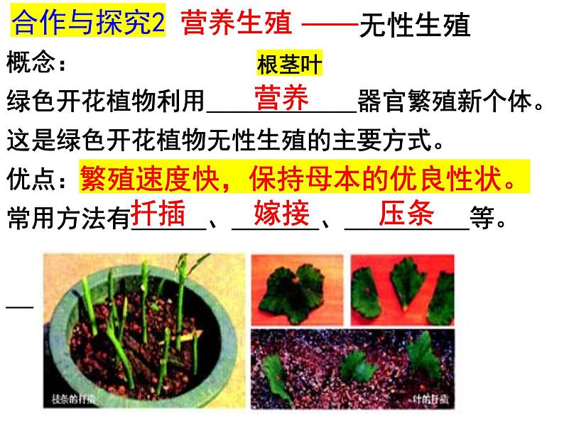 2023-2024学年八年级生物（北师大版）上册同步备课优质课件 19.3 植物的生殖方式07