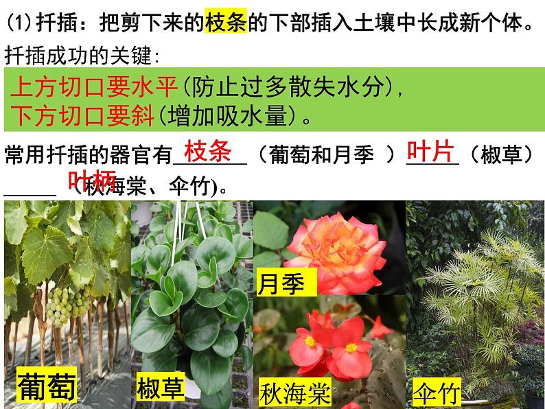 2023-2024学年八年级生物（北师大版）上册同步备课优质课件 19.3 植物的生殖方式08