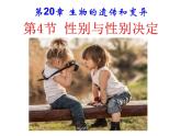 2023-2024学年八年级生物（北师大版）上册同步备课优质课件 20.4 性别和性别决定